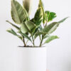 Calathea Beauty Star - Bild 2
